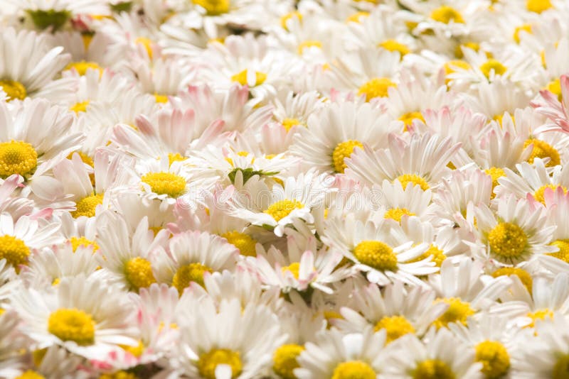 Blooming daisy flowers stock photo. Image of blooming 5300840