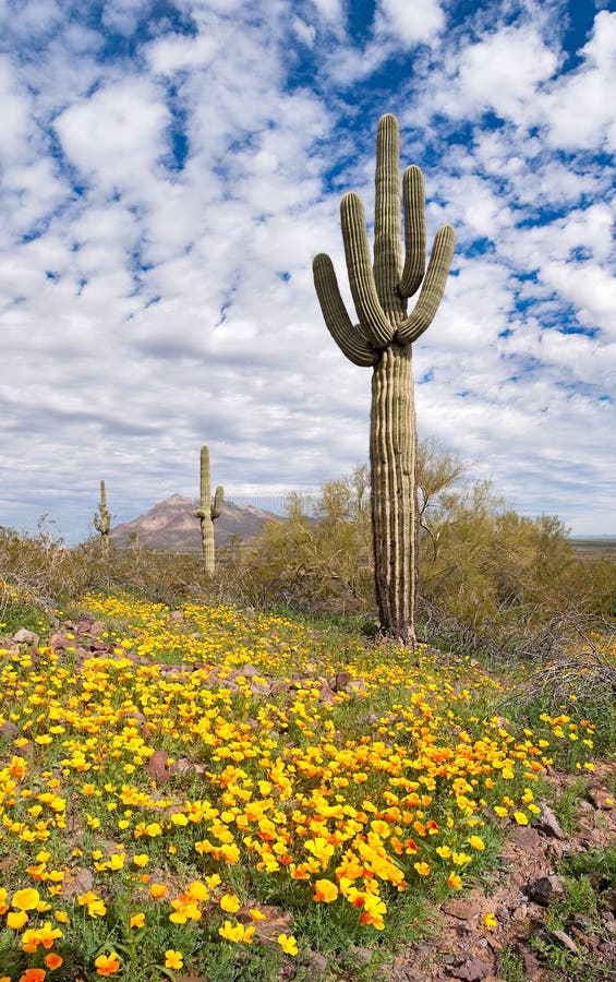 Blooming Desert stock photo. Image of peak, landscape - 24330734