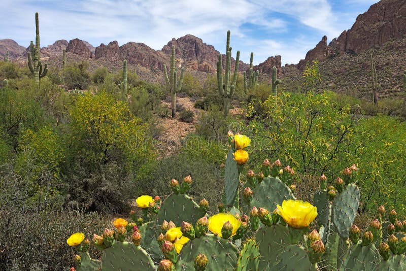 Blooming Desert stock photo. Image of paloverde, prickly 24332052