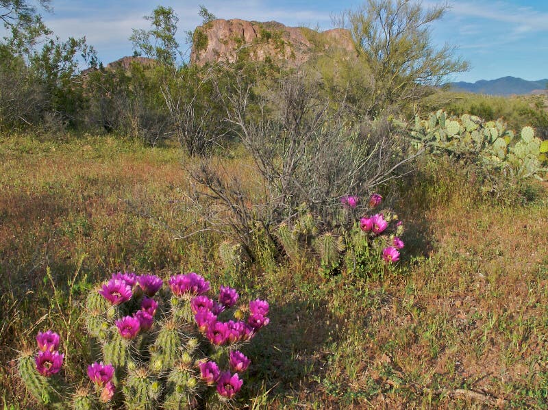 Blooming Desert.