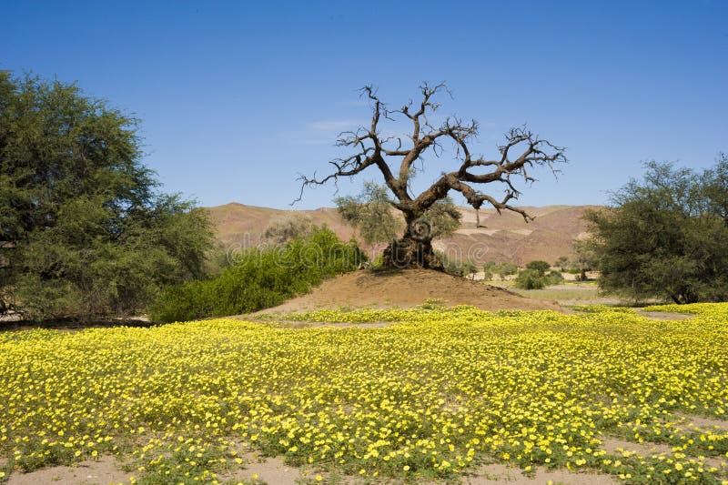 Blooming desert, Namibia, yellow wildflowers, orange dunes, dead tree