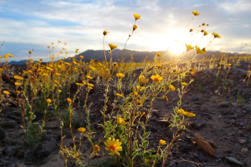 Blooming desert sunflowers (Geraea canescens), Death Valley National Park, USA. Sunrise over super bloom of wildflowers, desert sunflower, Death Valley National stock photography Blooming desert sunflowers (Geraea canescens), Death Valley National Park, USA. Sunrise over super bloom of wildflowers, desert sunflower, Death Valley National stock photography