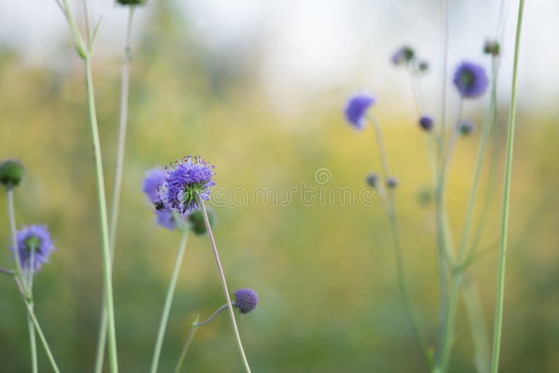 Blooming devil`s-bit scabious, Succisa pratensis royalty free stock photography