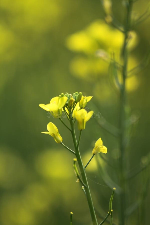 A Blooming dill garden or smelly, smelly grass yellow flower stock photography.