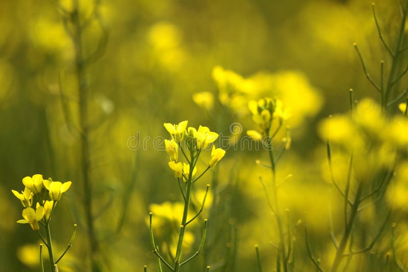 A Blooming dill garden or smelly, smelly grass yellow flower royalty free stock photo.
