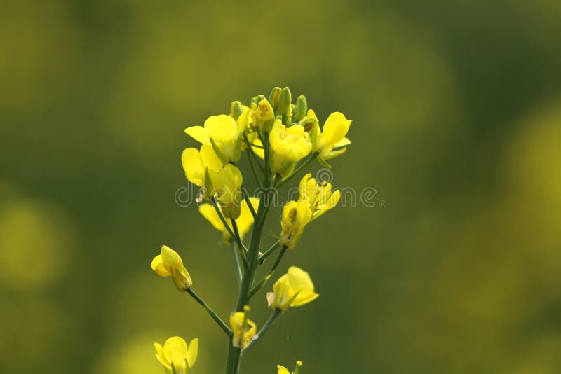 A Blooming dill garden or smelly, smelly grass yellow flower royalty free stock images.