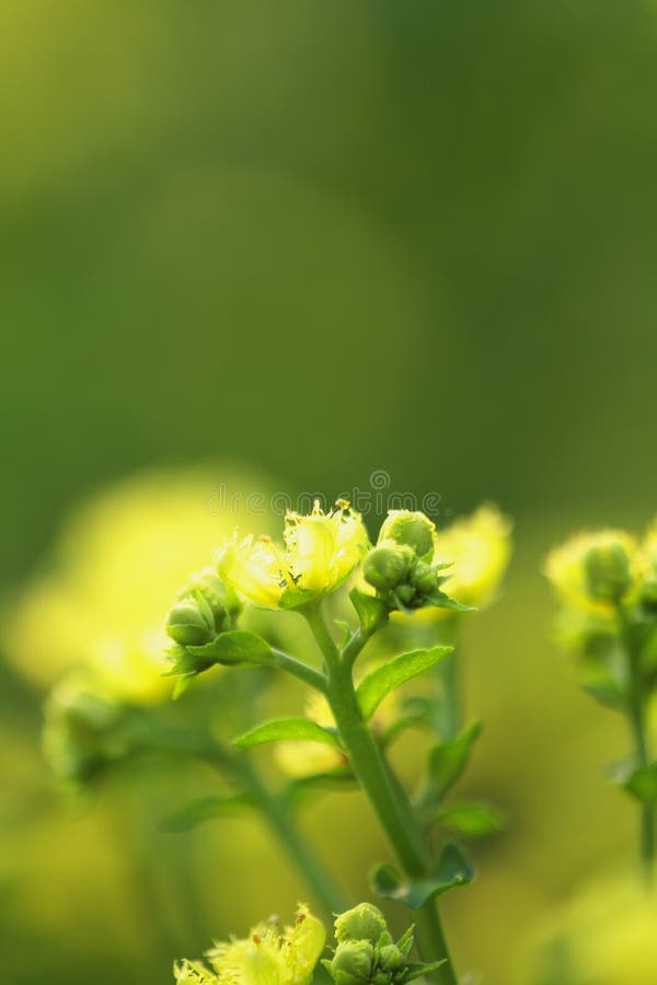 A Blooming dill garden or smelly, smelly grass yellow flower royalty free stock photography.