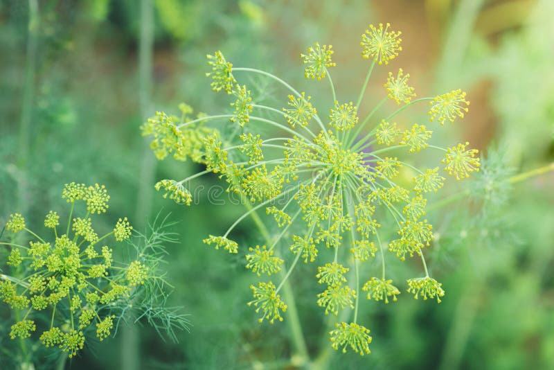 Blooming Dill Growing in Garden Stock Photo Image of abstract, season