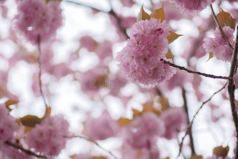 Blooming double cherry blossom branches, close up stock images Blooming double cherry blossom branches, close up stock images