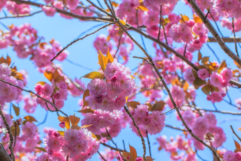 Blooming double cherry blossom branches and sun shine royalty free stock image