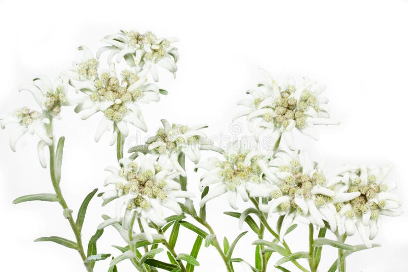 Blooming Edelweiss Flower on white stock photography Blooming Edelweiss Flower on white stock photography