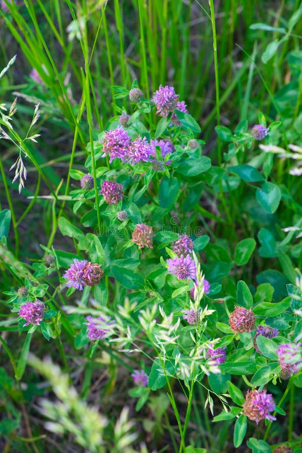 Blooming Field Clover. Flowers of Wild Clover Stock Photo Image of