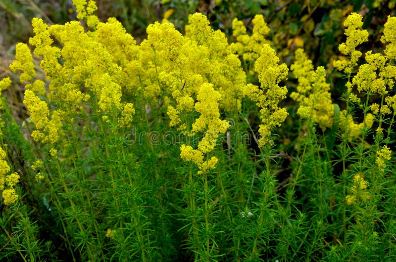 Blooming field of the Lady`s or yellow Bedstraw Galium verum