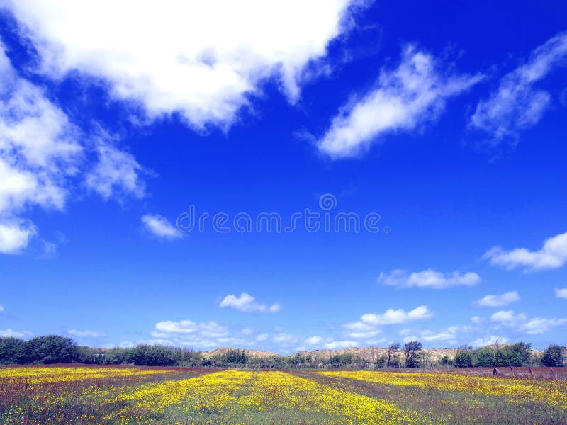 Blooming fields stock image. Image of typical, white - 14785425