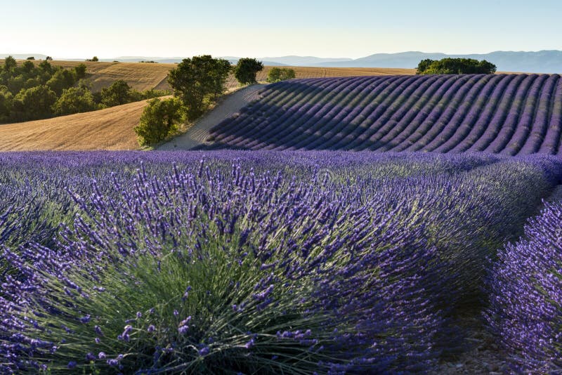 Blooming fields of lavender in the Provence in France.