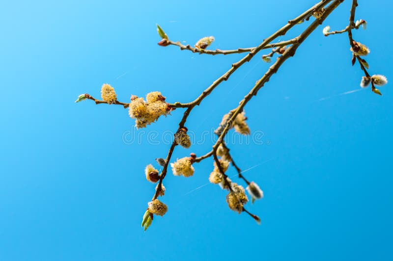 Blooming flower buds on a young cherry tree stock image Blooming flower buds on a young cherry tree stock image