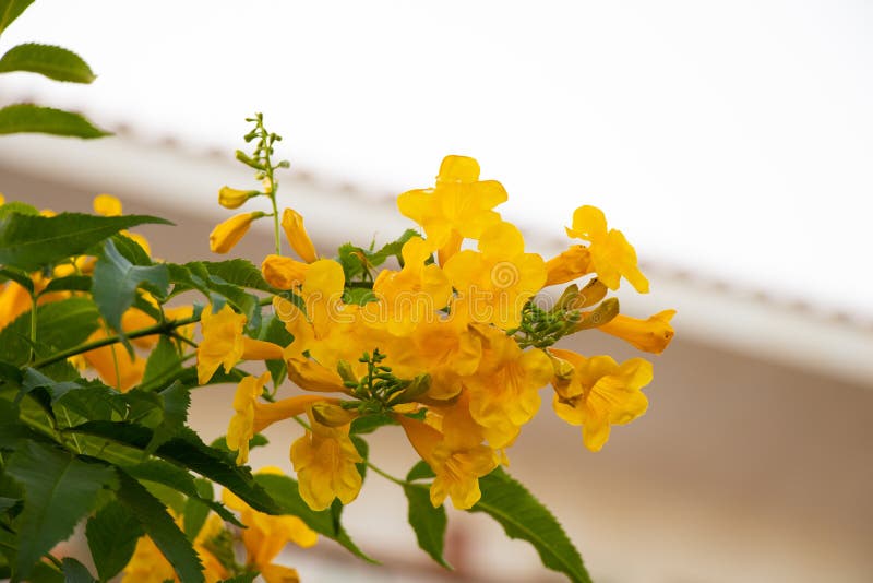 Blooming Flower in Egypt in the Sun Stock Image Image of decorative