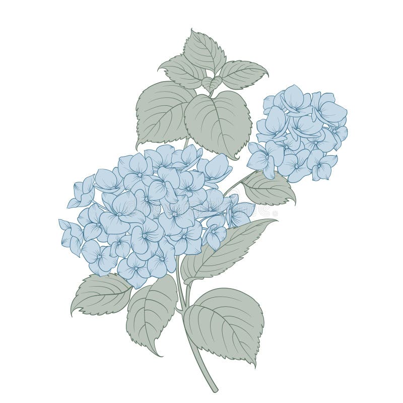 Blooming Flower Hydrangea on White Background. Blue Flowers Isolated on ...