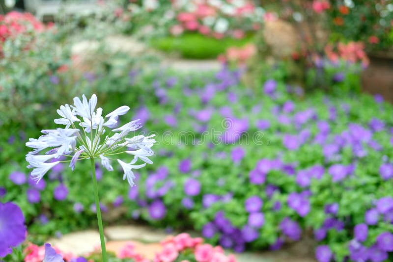 Blooming Flower Plant in Garden Park Stock Photo Image of petal