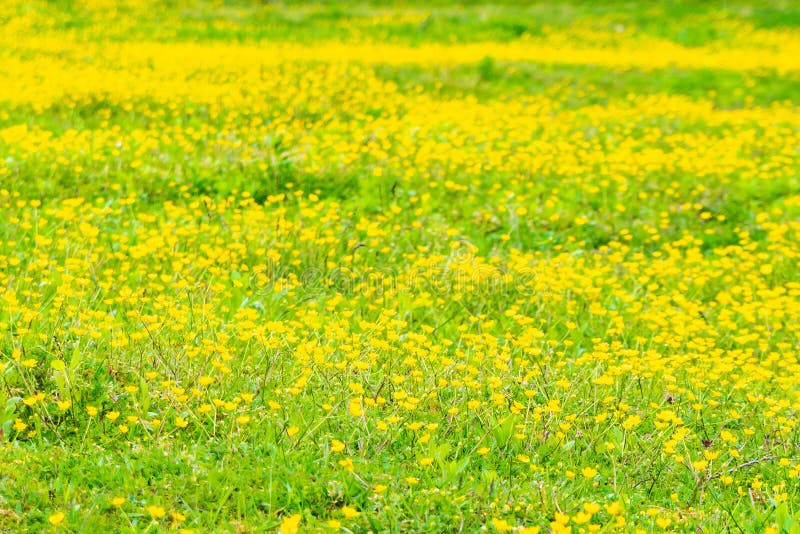 Blooming flower in spring, buttercup, crowfoot stock image Blooming flower in spring, buttercup, crowfoot stock image