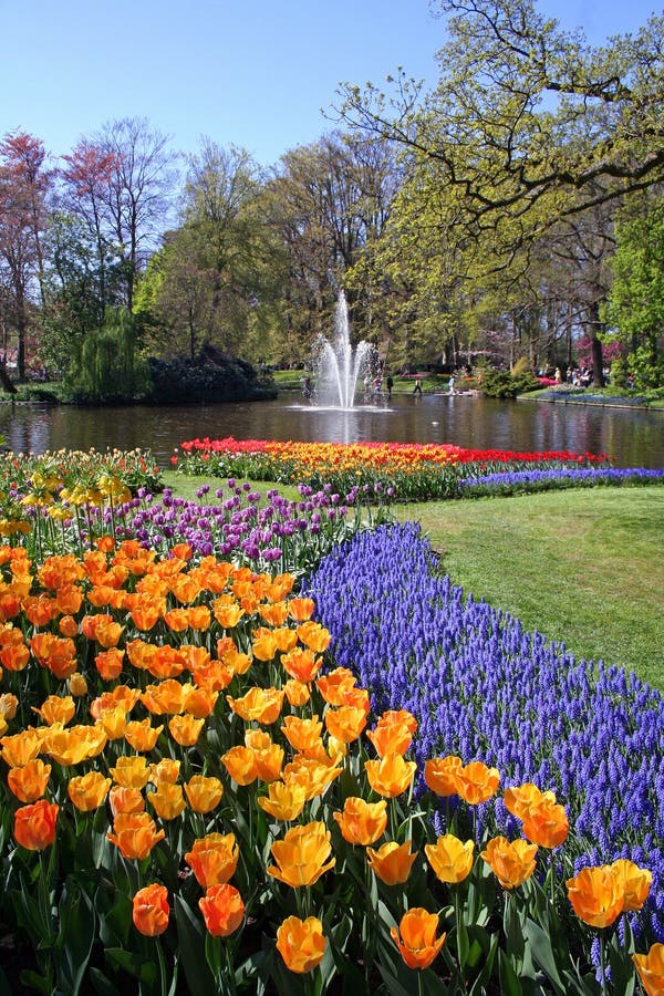 Blooming flowers in park stock image. Image of woodland 11652273