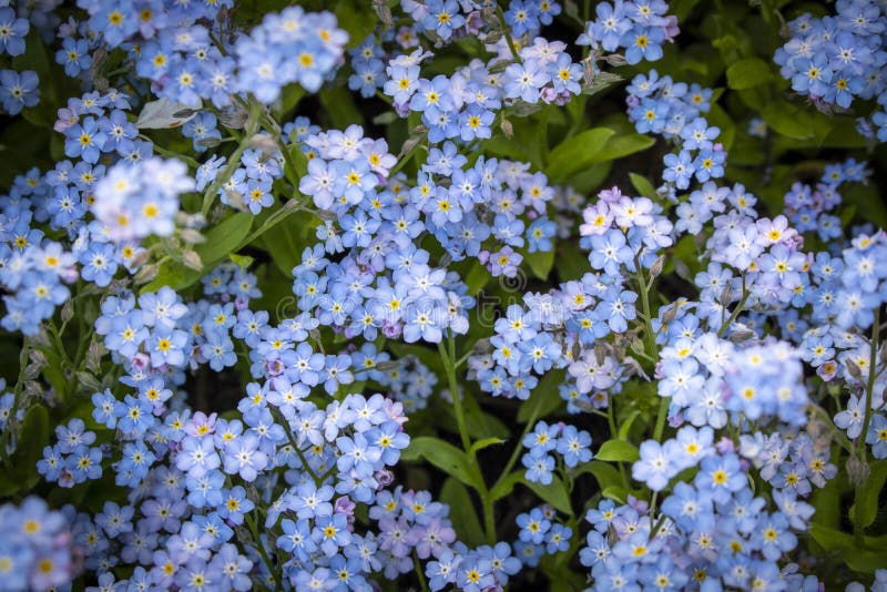 Blooming Flowers by a Old Cottage Stock Image Image of