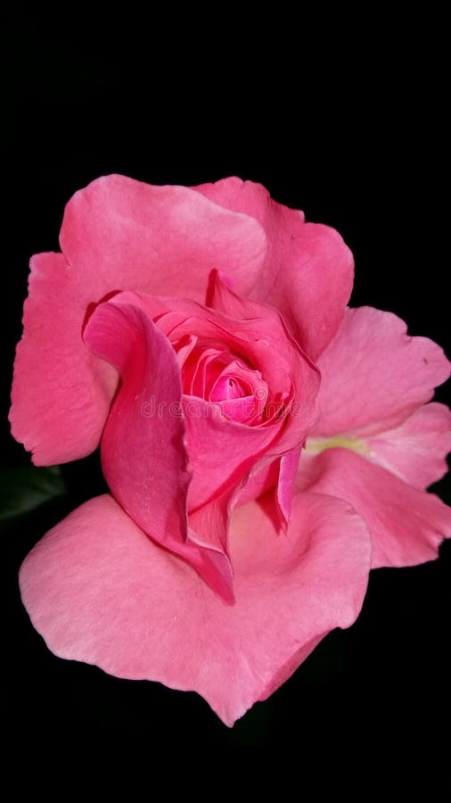 Beautiful Pink Rose On A Black Background Stock Photo - Image of