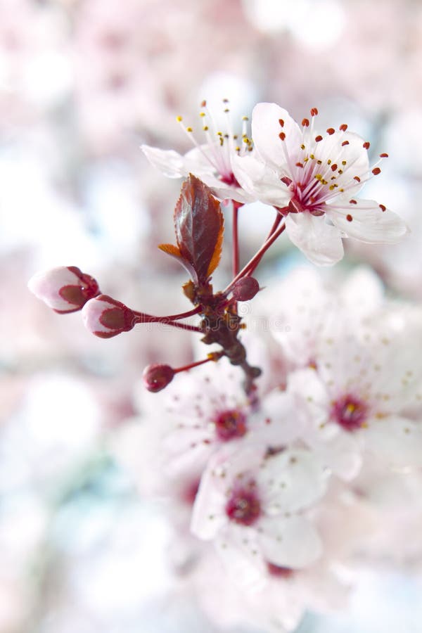 Blooming fruit tree