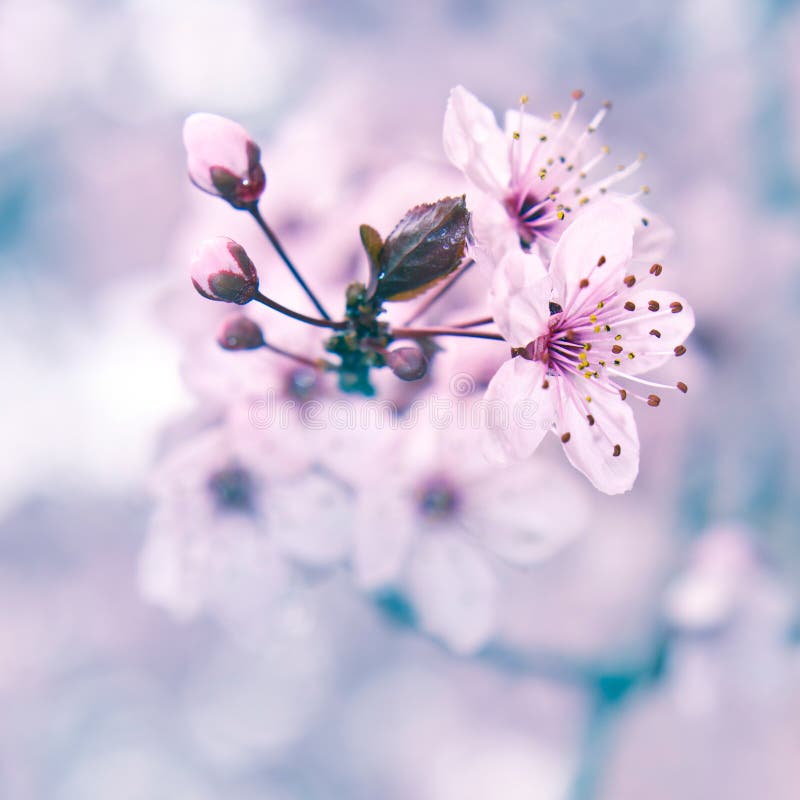 Blooming fruit tree