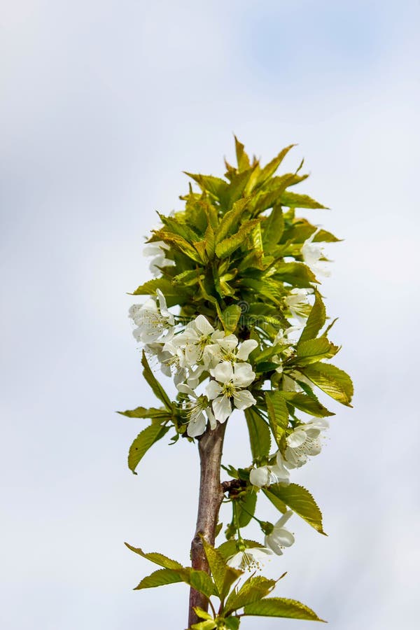 Blooming Fruit Tree with Fragrant White Flowers Stock Photo Image of