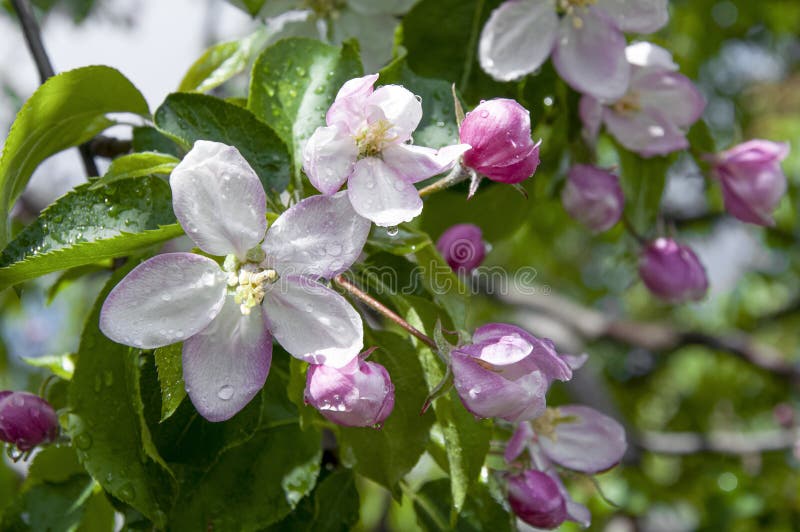 Blooming Fruit Tree. Pink Cherry Blossom Flower on a Warm Spring Day