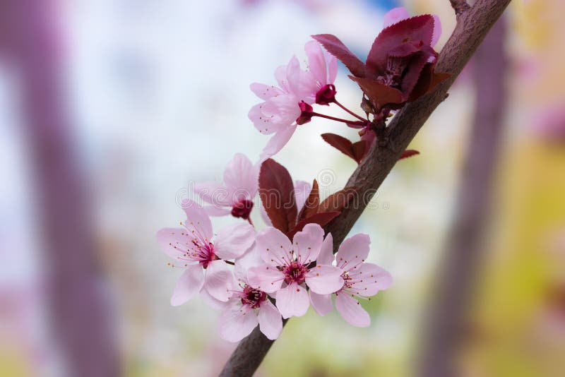 Blooming fruit trees stock photo. Image of cherry, blooming 179841546