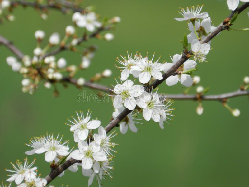 Blooming Fruit Trees in Spring Stock Photo Image of close, fruit