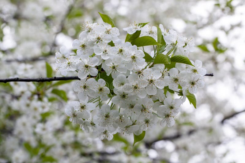 Blooming Fruit Trees with White Flowers in Spring Stock Image Image