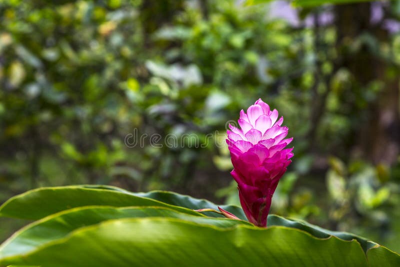 Blooming Ginger Plant stock photo