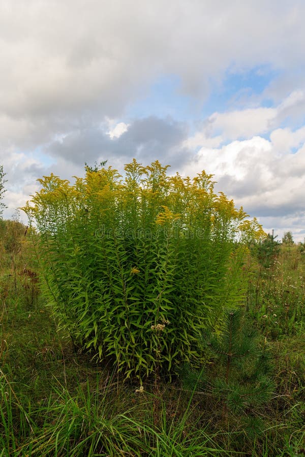 Blooming Goldenrod Close Up Stock Image Image of environment