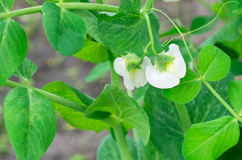Green Peas With Leaves And Tendril On White Background Stock Image