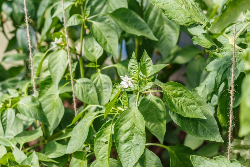 Blooming Growing Bell Pepper Stock Photo Image of beginning, foliage