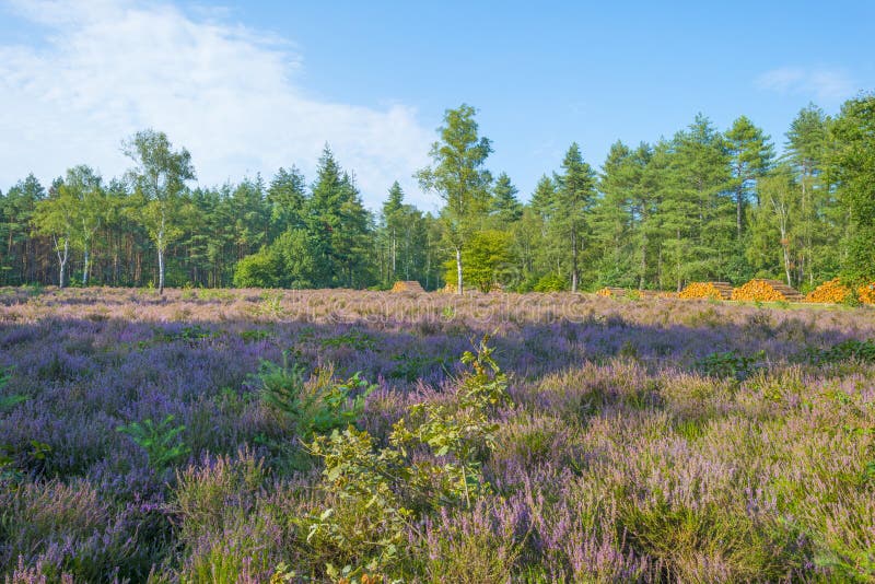 Blooming heather in a field in a forest below a blue sky in summer