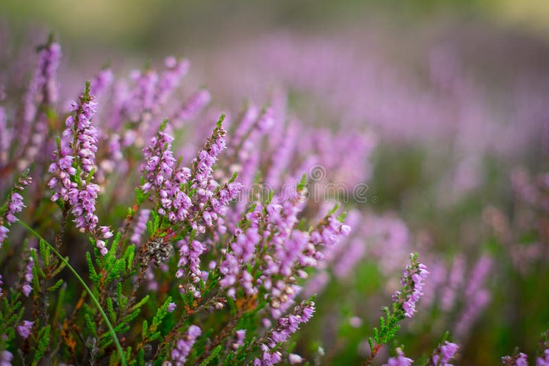 Blooming Heather in the Forest, DOF Stock Image Image of green