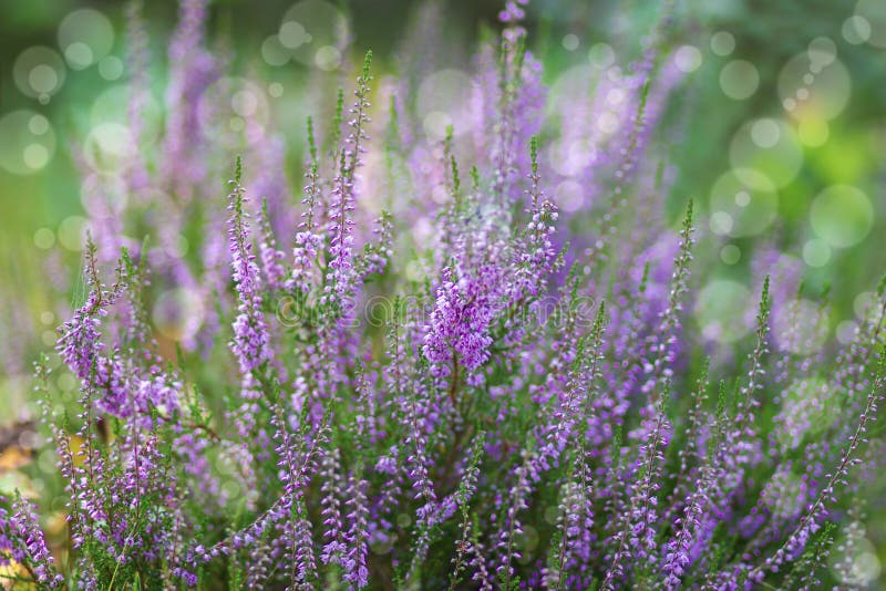 Blooming Heather in National Park Maasduinen, Netherlands Stock Image