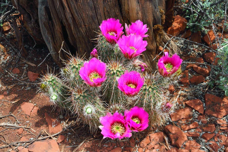 Strawberry Hedgehog Cactus Flowers, Echinocereus engelmannii, Sedona, Arizona