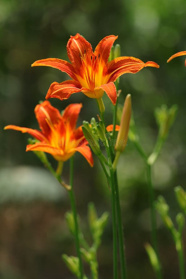 The blooming Hemerocallis is very beautiful