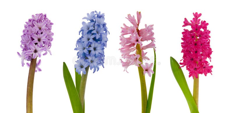 Blooming Hyacinths in the Park Stock Image - Image of plant, lilac