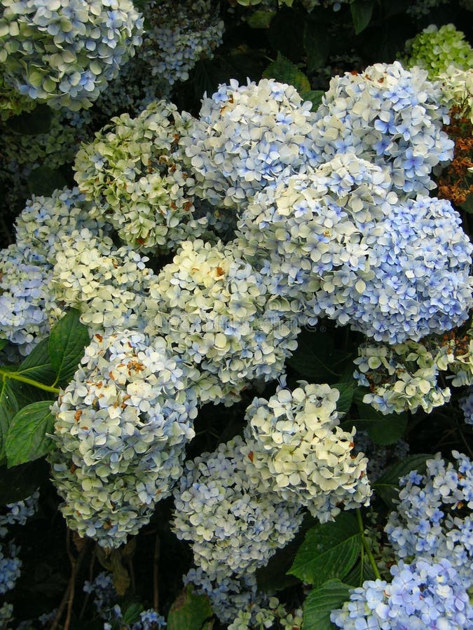 Blooming hydrangea. royalty free stock photography