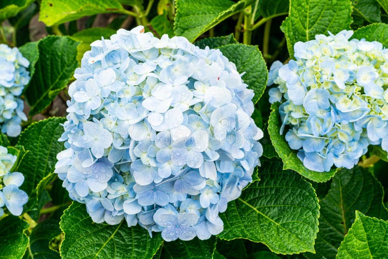 Blooming Hydrangea garden in architectural farm in Chiang Mai, Thailand stock photography