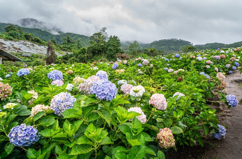Blooming Hydrangea garden in architectural farm in Chiang Mai, Thailand stock photos