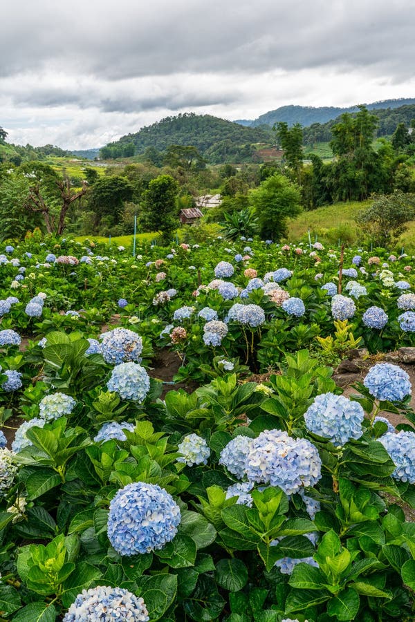 Blooming Hydrangea garden in architectural farm in Chiang Mai, Thailand stock images