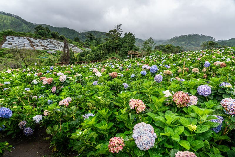 Blooming Hydrangea garden in architectural farm in Chiang Mai, Thailand royalty free stock images
