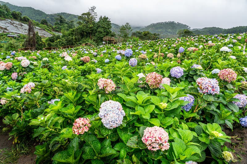 Blooming Hydrangea garden in architectural farm in Chiang Mai, Thailand royalty free stock photography